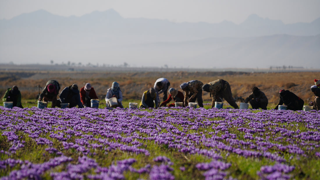 Where to Buy Saffron: A Guide to Finding the Finest Saffron at Yaqoot Saffron Website