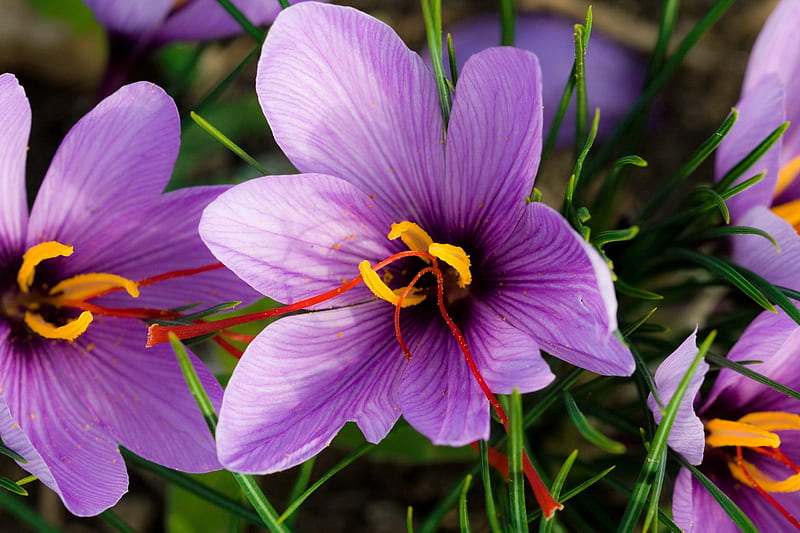 7 Steps Guide on How To Grow Saffron Indoors At Home